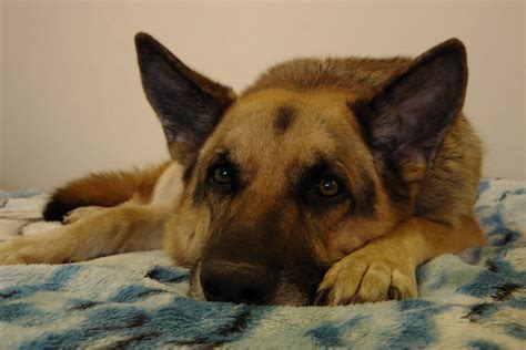 German Shepherd Richard Kemish Flickr