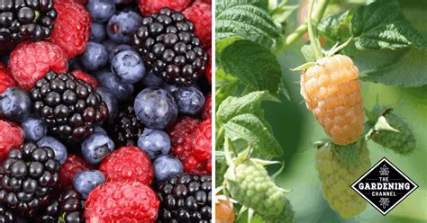 list  types  berries gardening channel
