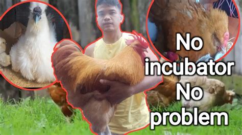 No Incubator No Problem Free Range Chicken Backyard Farming YouTube