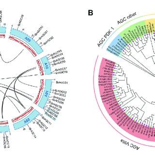 Chromosome Localization And Phylogenetic Analysis Of Bragc Genes A