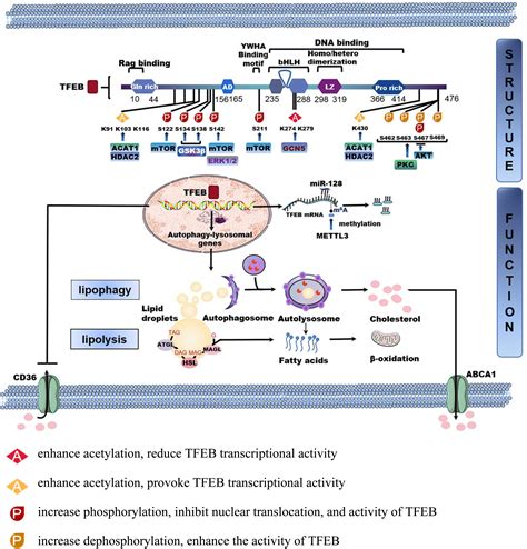 Frontiers Tfeb A Emerging Regulator In Lipid Homeostasis For