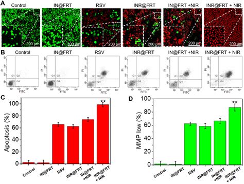 Development Of Drug Dual Carriers Delivery System With Mitochondria Ta