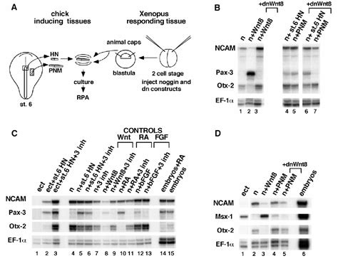 Figure 3 From Expression Of Pax 3 In The Lateral Neural Plate Is