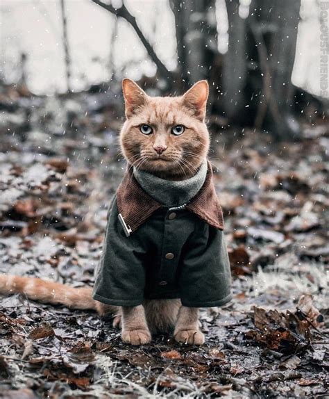 Cat In A Coat 9gag