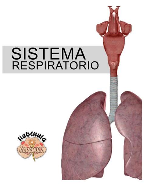 Sistema Respiratorio UDocz