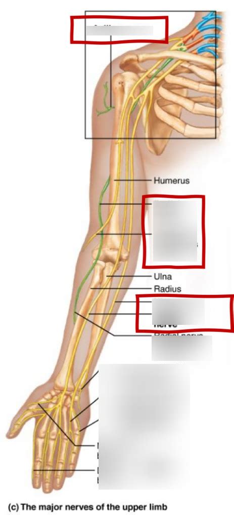 Brachial Plexus Diagram Quizlet