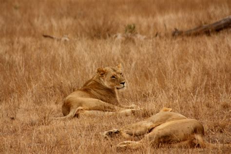 Lions Free Stock Photo - Public Domain Pictures