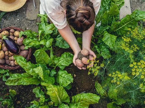 Vegetable Gardens How To Plant And Grow Your Own Veggies And Fruit