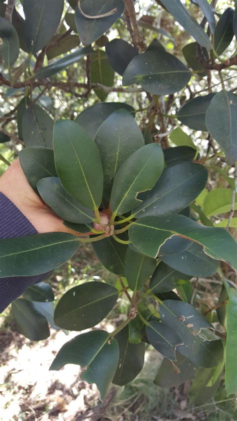 Port Jackson Fig In June By Kjell Knable Inaturalist