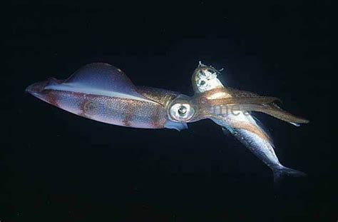 Southern Calamari Squid - MarineThemes Stock Photo Library