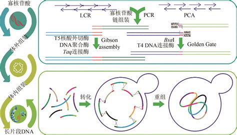 Dna