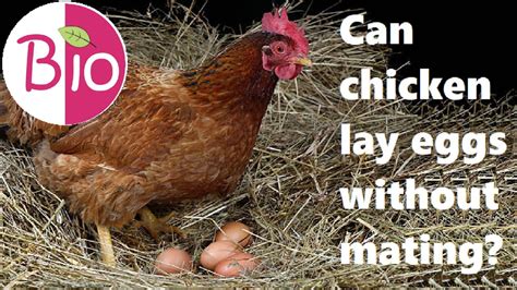 Can Chicken Lay Eggs Without Mating By Simply The Best Bio Youtube