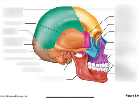 Honors Anatomy And Physiology Chapter 5 Figure 5 9 Diagram Quizlet