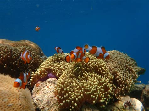 Indahnya Bawah Laut Snorkeling Jadi Favorit Di Karimunjawa