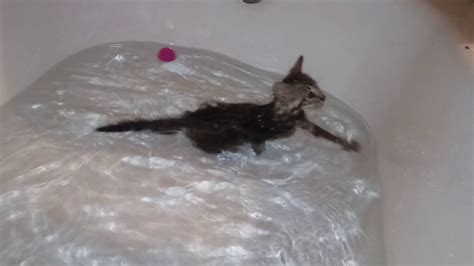 Bengal Kittens Swimming In Bathtub Youtube