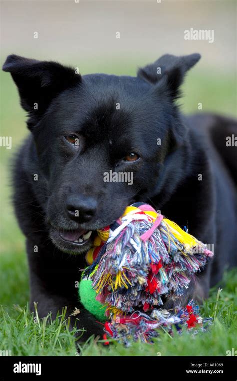 Chow Akita Mixed Breed Dog Stock Photo Alamy