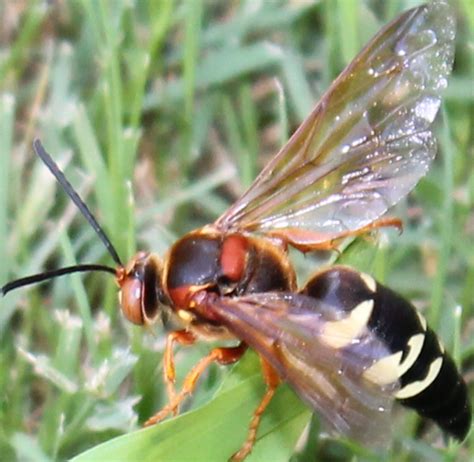 Cicada Killer Sphecius Speciosus Bugguide Net