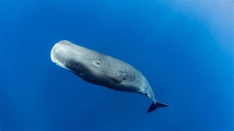 Most Endangered Whale American Oceans