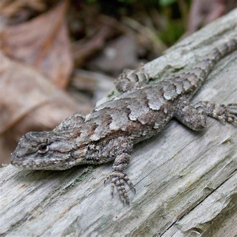 Eastern Fence Lizard