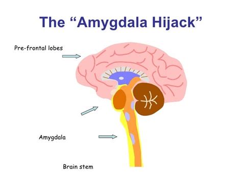 Keep Smiling...............: The Amygdala Hijack