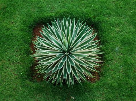 Yucca Propagation Methods | DoItYourself.com