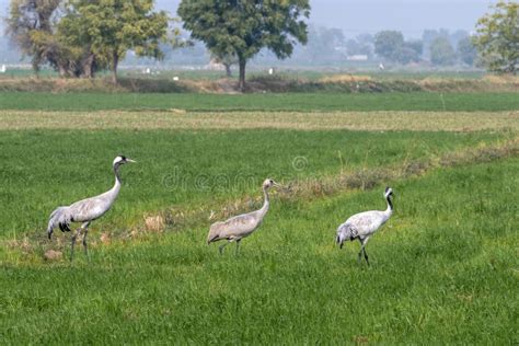 Common Crane Or Grus Grus Also Known As The Eurasian Crane Seen Near