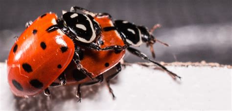 Free Images Red Insect Natural Small Ladybug Lady Fauna