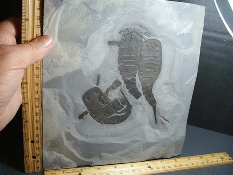 Multiple Eurypterid Specimens (012024j) - The Stones & Bones Collection