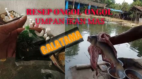 Resep Racikan Ongol Ongol Umpan Ikan Mas Galatama YouTube