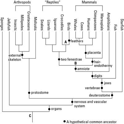 Biology Basics Phylogenetic Trees Dummies Worksheets Library