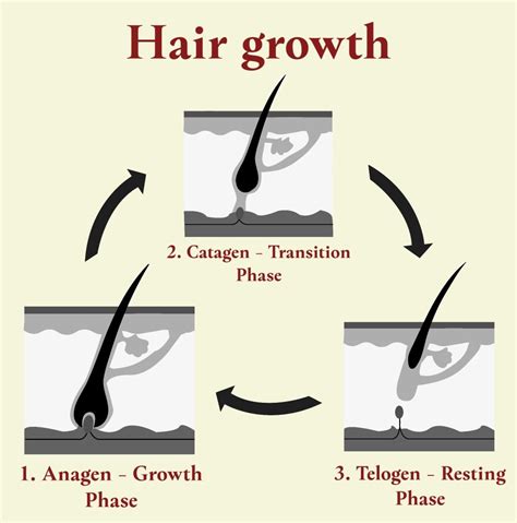 Telogen Effluvium Crown Hair Transplant