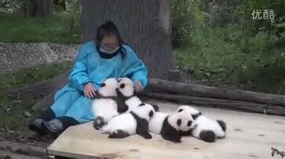 cute pandas | Tag | PrimoGIF