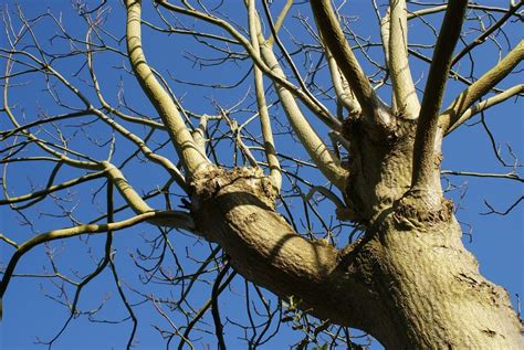 Trees Not Leafing Out How To Get A Tree To Grow Leaves