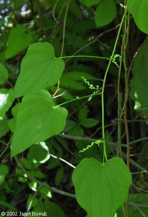 Dioscorea villosa (wild yam): Go Botany