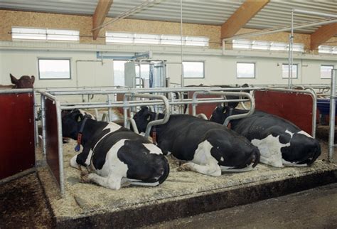 Маты и подстилки для коров: особенности глубоких и резиновых матов ...