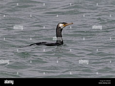 Japanese Cormorant Phalacrocorax Capillatus Immature Swimming In Sea