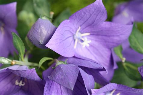 Balloon Flowers Violet Blossom - Free photo on Pixabay - Pixabay