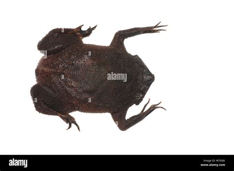 Pipa Pipa Frog Hi Res Stock Photography And Images Alamy