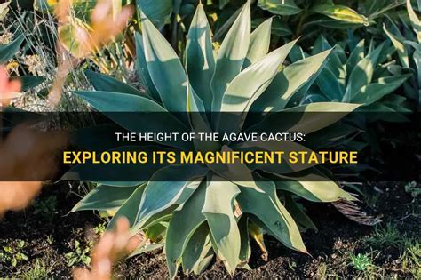 The Height Of The Agave Cactus Exploring Its Magnificent Stature Shuncy