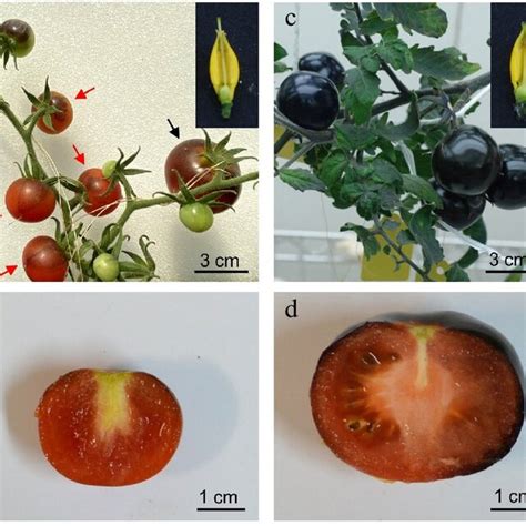 Total Anthocyanin Content In Indigo Rose Fruits Grown In The Gcs Under