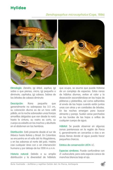 Guia Ilustrada Canon Del Rio Porce Antioquia Anfibios Y Reptiles Pdf