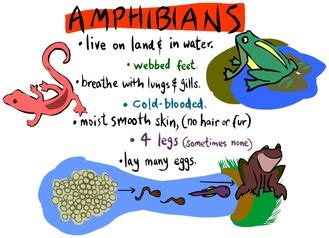 Lesson 33 Animal Classifciation (Amphibians) - Informational Writing ...