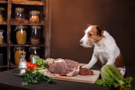 Todo Sobre La Dieta Barf Mascotanoble