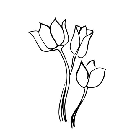 Umriss Blume Tulpe Schwarze Handgezeichnete Doodle Skizze Schwarze