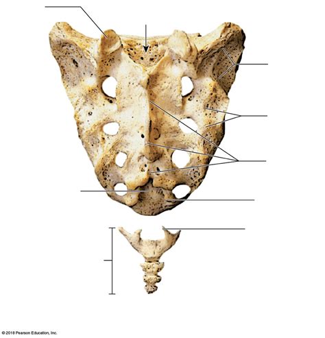 Sacrum And Coccyx Posterior View Diagram Quizlet