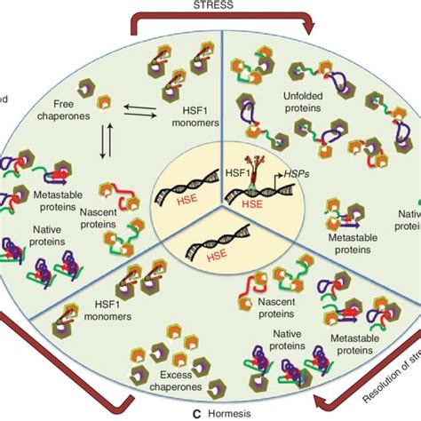 Proteostasis Networks Must Match The Misfolded Protein Load A