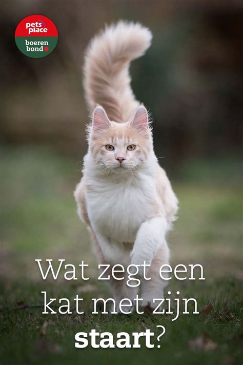 Wat Zegt De Kat Met Zijn Staart Pets Place In 2022 Katten