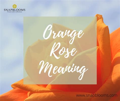 Orange Roses Meaning and Symbolism - SnapBlooms Blogs