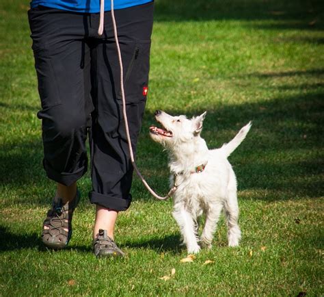 What is Positive Reinforcement Dog Training? - Canine Welfare Science