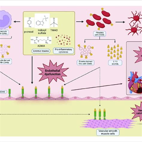 Mechanisms Of Cd Cd L Activation In Endothelial Dysfunction